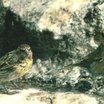 Nihoa Finch